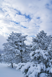 雪之后