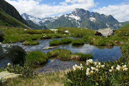 高山杜鹃花