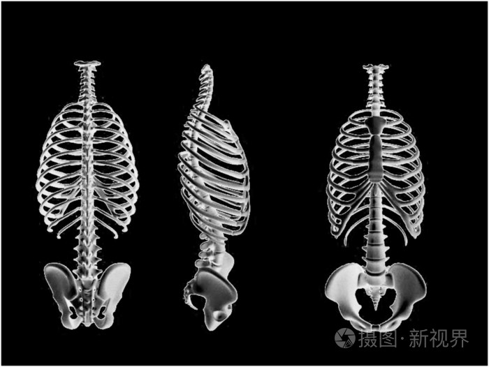 建筑物等的骨架骨骼梗概骨瘦如柴的人或动物