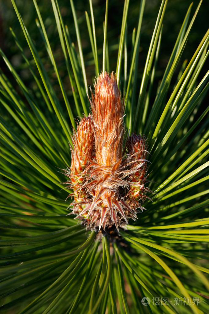 松树的芽