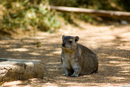 摇滚hyrax达西3