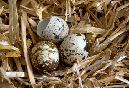 卵 egg的名词复数  蛋 卵子 卵细胞