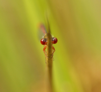 红蜻蜓