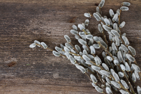    catkins