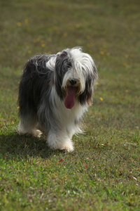 美丽的大胡子牧羊犬站在性质