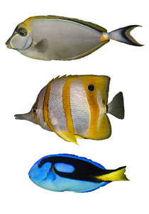 三条热带鱼