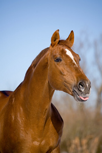 板栗 trakehner 种马的肖像