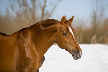 冬季板栗 trakehner 种马