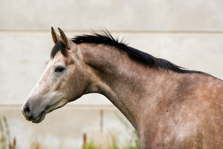 dapplegray trakehner 马的肖像