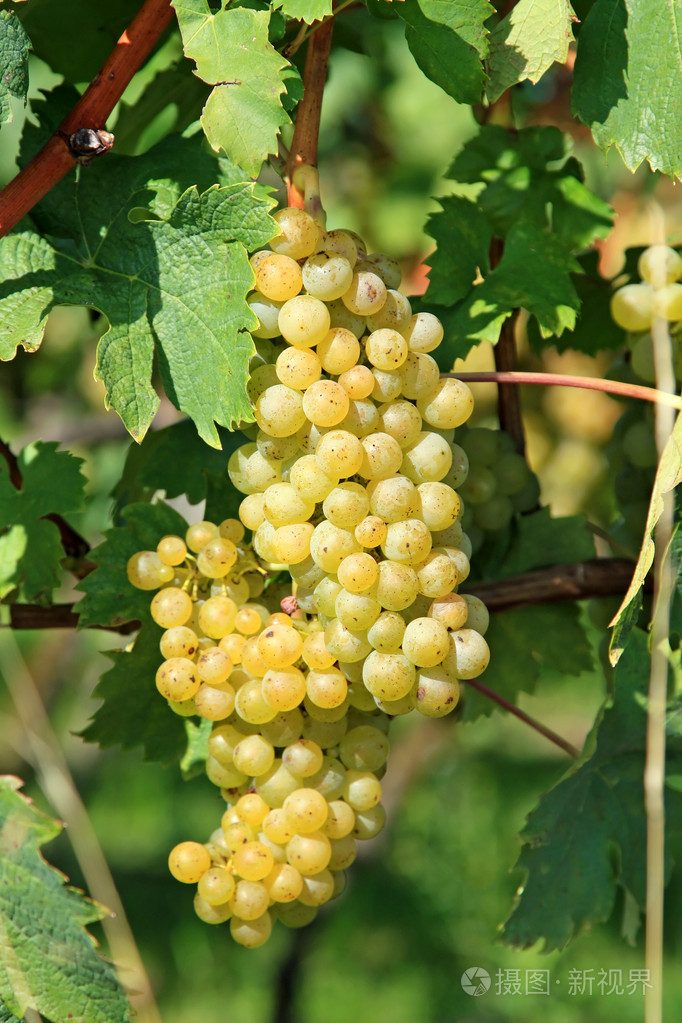 黄色葡萄