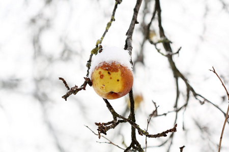 苹果在树和第一场雪