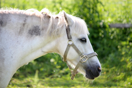 可爱的白色小马照片