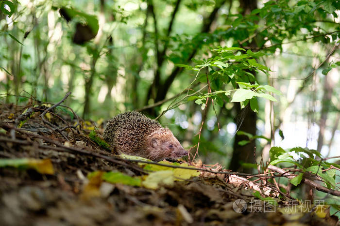 在森林里的刺猬
