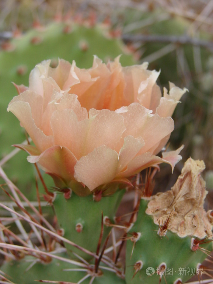 桃彩色的仙人球仙人掌