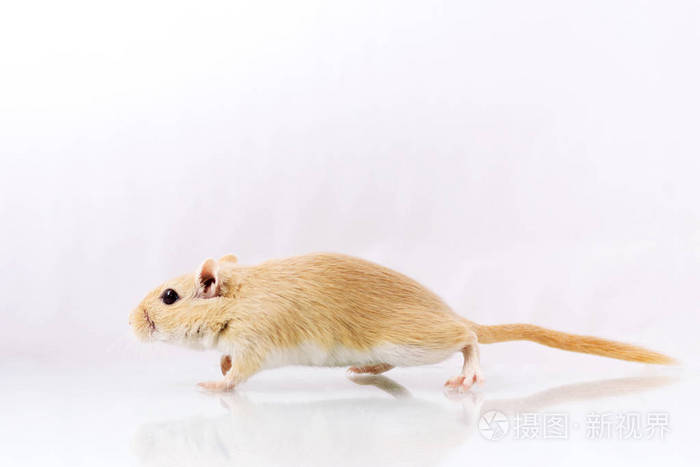 长爪沙鼠在白色背景上