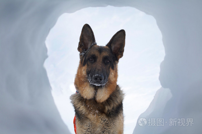 雪地犬遇到雪崩的电影图片