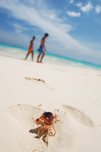 螃蟹的海滩上