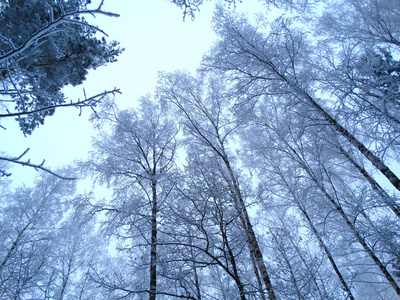 雪霜冬季风景林