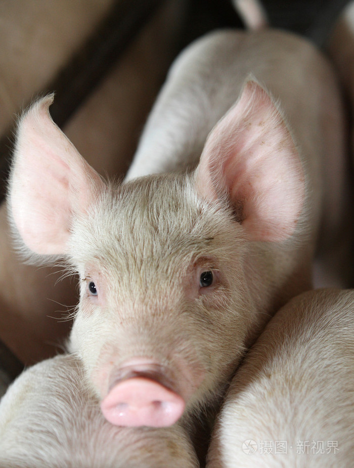 猪照片-正版商用图片0091yo-摄图新视界