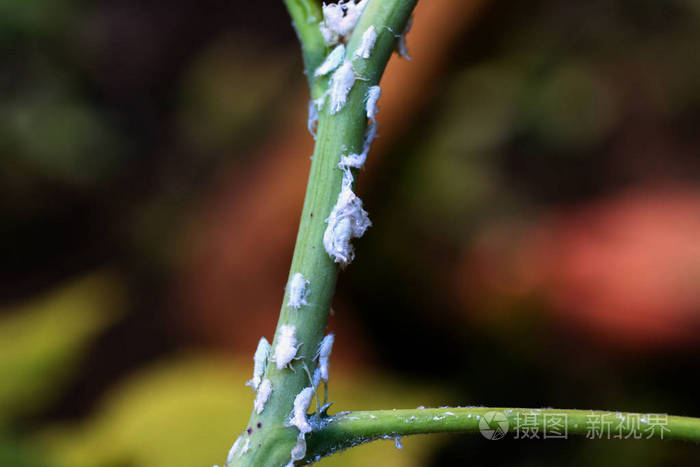 在植物上的白色昆虫