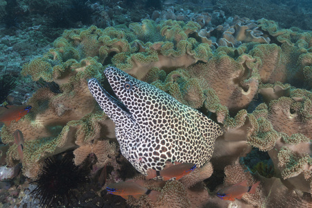 蜂窝纸板 Dimaniyat 群岛 阿曼海鳝