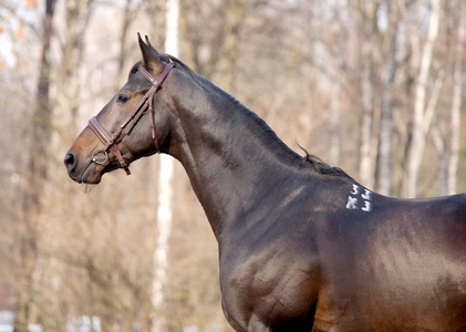 深湾 trakehner 马的肖像