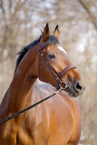 海湾 trakehner 马的肖像