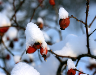 雪在树枝上