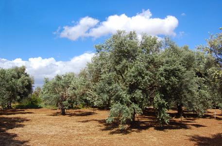 树上的橄榄关于塞浦路斯