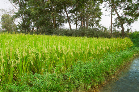 成熟的水稻对稻田