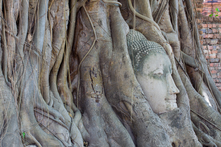 砂岩的头在树中佛根，ayut 玛哈泰寺