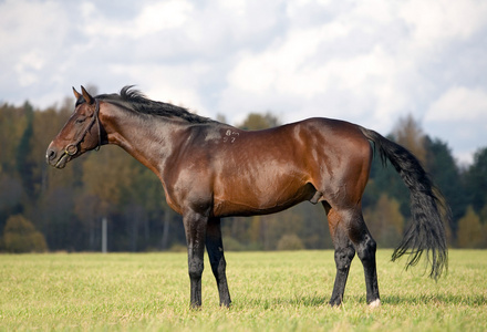 栓的枣红马在草地上照片