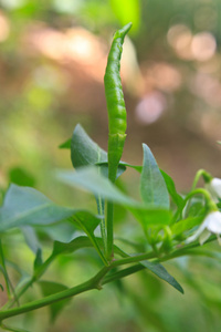 在菜园里生长的鲜辣椒