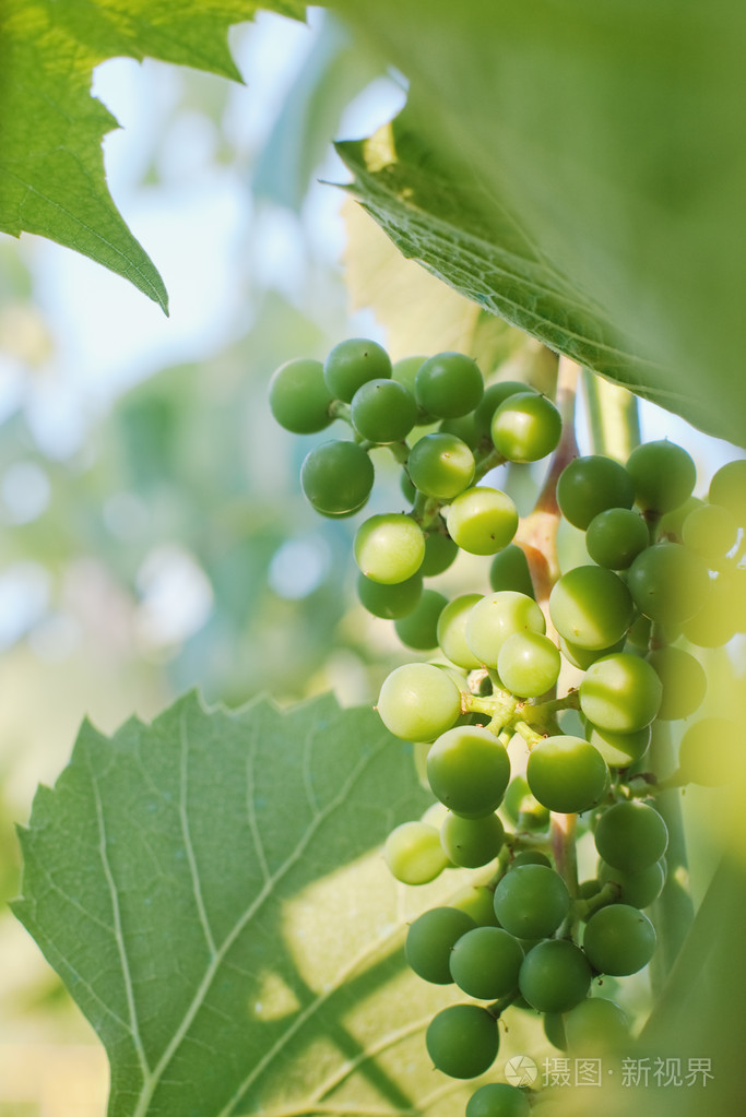 绿色葡萄
