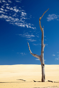在沙漠中老树