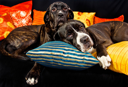 两个高素狗在沙发上休息