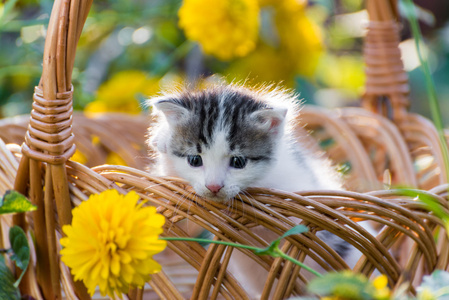 可爱的小猫正坐在一篮子花草坪上