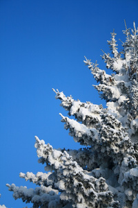 积雪覆盖的杉树碎片