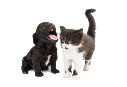 黑色和白色的猫与小狗