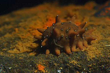海底海鲜海参软的水下照片.海底动物照片