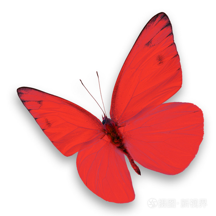 红色蝴蝶