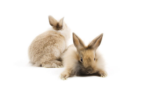 兔子 rabbit的名词复数  兔子皮毛 兔子肉 野兔