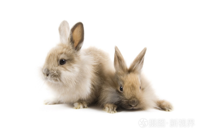 兔子rabbit的名词复数兔子皮毛兔子肉野兔