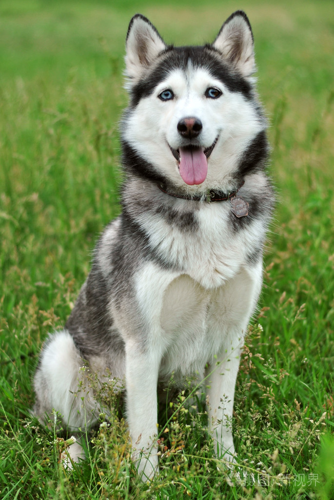 成年哈士奇照片-正版商用图片009m1b-摄图新视界