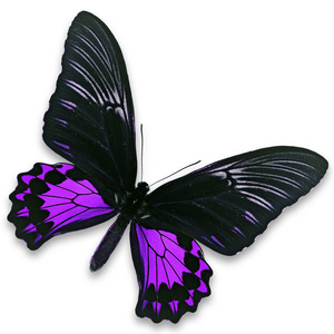 黑色和紫色的蝴蝶