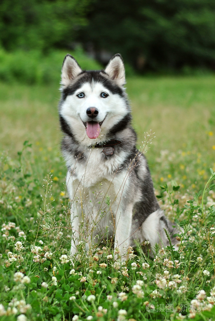 美丽的成年哈士奇