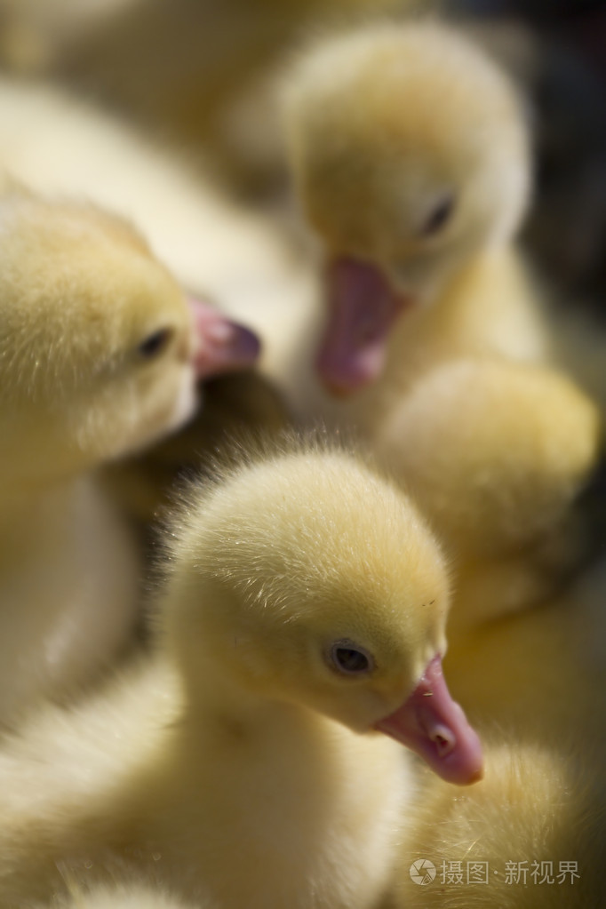 小昼夜雏鹅沐浴在阳光下