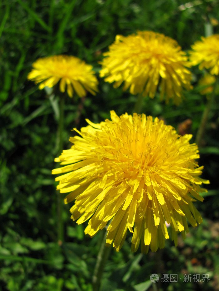 蒲公英的黄花