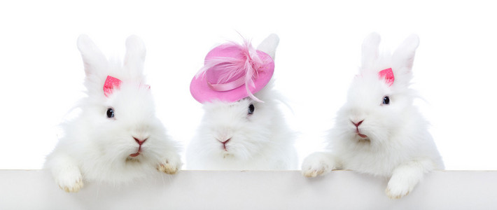 三个可爱的白兔分离