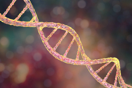 dna双螺旋dna 的双螺旋结构照片